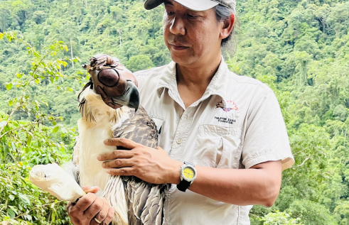 Person wearing Philippine Eagle Foundation shirt, holding an eagle, against a background of a forest canopy. The eagle is wearing a leather hood.