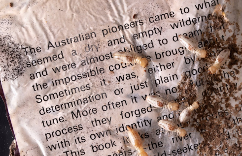 multi-media artwork with ants and text