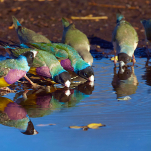 Gouldian finch 