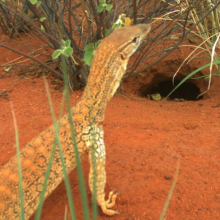 goanna inspecting hole in red dirt