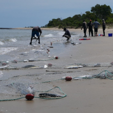 fish in net on beach with fishers