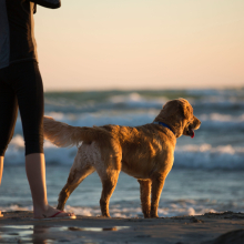 Dog looking at the waves with a person beside