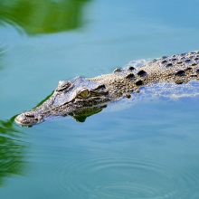 Crocodile