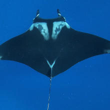 Giant Manta Ray 