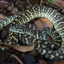 Carpet python