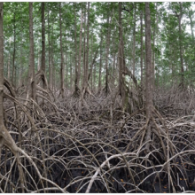 Mangrove forest with stilt roots in the foreground