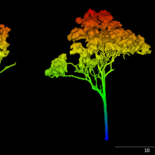 a tree from two angles in different colours with colour scale beside