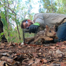 Person crouching on ground holding cage door open, with quoll leaping out