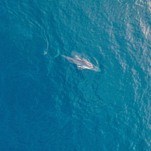 Blue whales in Tîmor-Leste