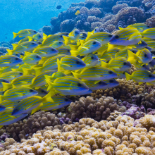 A new study from a team of international researchers has identified the value of coral reef connectivity to disperse marine species that rely on reefs for their survival.