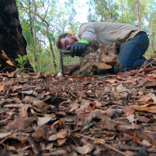 quolls