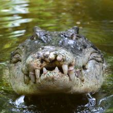 A change in diet could explain the recovery of saltwater crocodiles in Northern Australia.