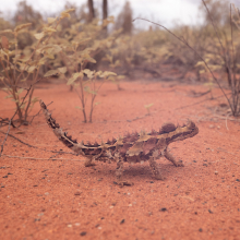 New study looking into the movement and social habits of the iconic Thorny Devils 