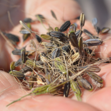 Charles Darwin University researchers have successfully harvested native rice this season, but make it a commercial crop requires more work.  