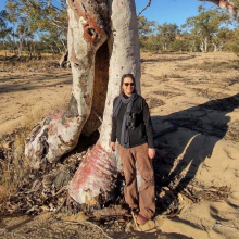 CDU Ecology researcher from the Research Institute of Environment and Livelihoods Dr Christine Schlesinger is leading field studies to help safeguard the longevity of river red gums in Central Australia.