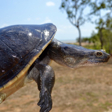 Front of turtle with head and leg extended from shell with bush in background