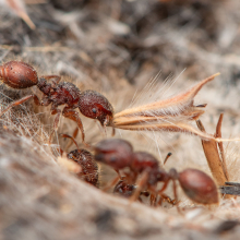 Thousands of new species of ants from the monsoonal tropics have been discovered by researchers at Charles Darwin University (CDU), making ant populations in Northern Australia some of the most diverse in the world. Photo: Francois Brassard 