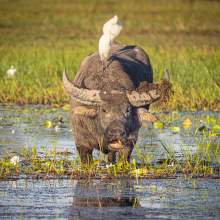 According to a Charles Darwin University (CDU) study, the cost of water buffalo control can be more than offset by the value of the carbon that would have been released to the atmosphere. 