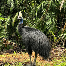 A Charles Darwin University (CDU) study revealed the southern cassowary remains an important disperses of rainforest plants in fragmented and urbanised landscapes. Picture: Mariana Campbell