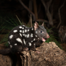 Animal with dark fur with scattered white spots, pointy nose, and open mouth showing two sharp fangs in the bottom jaw. Standing on rough timber