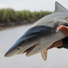 A new collaborative project sees Charles Darwin University (CDU) researchers join fishing industry experts and fisheries managers across the Northern Territory, Western Australia, and Queensland, to investigate mitigation strategies for threatened ray and shark bycatch in commercial net fisheries. Photo credit Grant Johnson