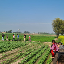 Students and experts walk among rows of crops during the India Field Intensive in December 2023. 