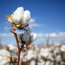 Researchers at Charles Darwin University (CDU) will collaborate with scientists from the Department of Industry, Tourism and Trade (DITT) to investigate water use patterns and the efficiency of the Territory’s rain-fed cotton crops. 