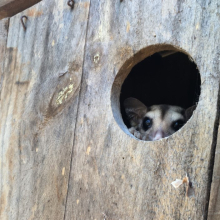 Savanna gliders were one of the most frequent users of the nestboxes monitored during the study. 