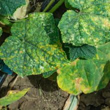 Close up of cucurbit-type leaves with orange patches on them