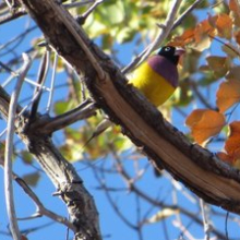 Gouldian Finch