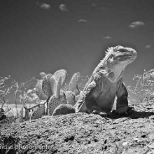 “Iguana de tierra” by Ecuadorian photographer Fernando Espinosa Chauvin will be part of the exhibition in Darwin 