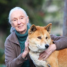 Dame Jane Goodall gives dingo research a pat on the back. Photographer: Phil Hines