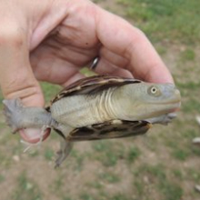 Chelodina mccordi timorlestensis