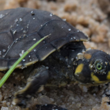 Amazon River turtles are now protected by the same riverine communities that once used to over-exploit them. Photo: Adam Beam