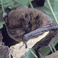 New book both an obituary and an inquest into the extinction of the Christmas Island Pipistrelle. Photo: Chris Tidemann 