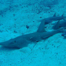 Northern Australia is a refuge for threatened Rhino Rays such as the Bottlenose Wedgefish. Source: Arnaud Brival