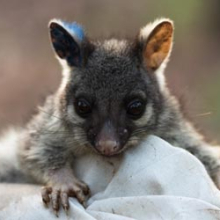 A baby ringtail possum captured during mammal monitoring 