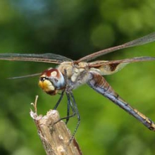 Large gliding species, such as the common glider (Tramea loewii), form large and very visible flocks, particularly near the coast in April. Photo by Janis Otto