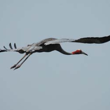 The majestic Sarus Crane is a globally threatened species