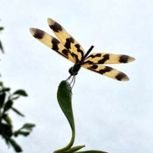 The Graphic Flutterer, Ryothemis graphitera, has spectacularly patterned wings that have an almost metallic sheen. They often flutter together in small flocks. This photo was taken by Sarah Morgan Broome with her iPhone near the Kululuk mangroves last week. Photo: Sarah Morgan Broome