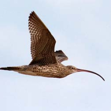 Eastern Curlews numbers in Darwin Harbour are showing an increase. Photo: Amanda Lilleyman