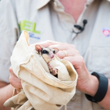 CDU researchers are exploring whether the northern glider is a new species of gliding marsupial