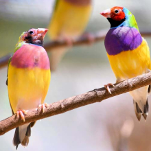 The Gouldian finch is considered endangered with its numbers in the wild dropping to mere hundreds.