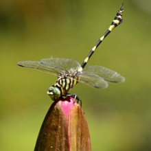 The Australian Tiger dragonfly is commonly found in the Darwin Botanic Gardens