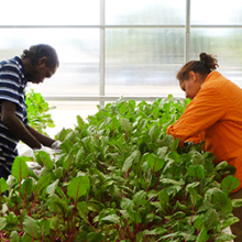 Food Ladder participant Ian Avalon and Katherine Indigenous Woman’s Association chairperson Taryn Kruger at the Yilk-Amak community farm in Katherine