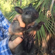 CDU researchers hope the black-footed tree-rat and other endangered arboreal mammals will use the nest boxes. Picture: Hayley Geyle