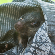 Black-footed tree-rat