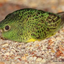 The elusive night parrot. Photo: Dr Steve Murphy