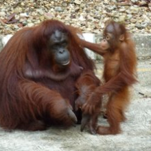 The orang-utan population on Borneo has declined by more than 50 per cent during the past 60 years