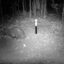 The elusive echidna was spotted with advanced infrared camera technology